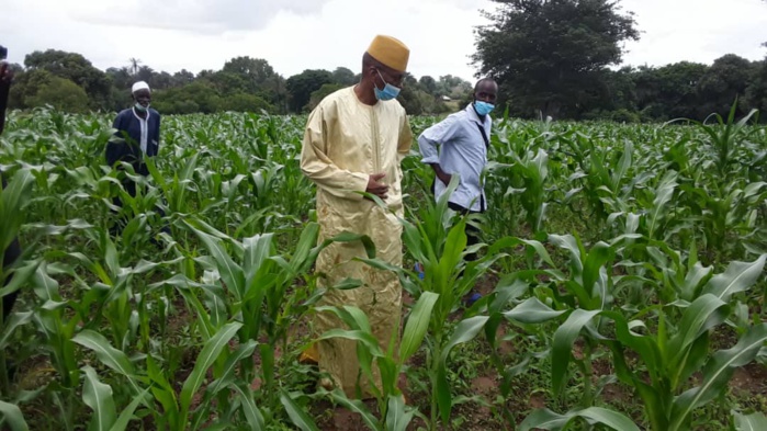 Visite agricole à Coumbacara : Le ministre de l’agriculture satisfait de l’état des cultures… Visite agricole à Coumbacara : Le ministre de l’agriculture satisfait de l’état des cultures…