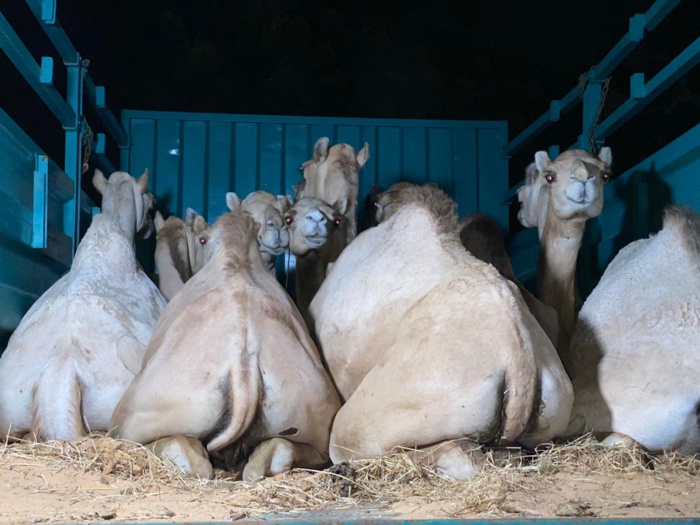 MAGAL 2020 / Cheikh Bass Abdou Khadre réceptionne les chameaux convoyés par la Mauritanie. MAGAL 2020 / Cheikh Bass Abdou Khadre réceptionne les chameaux convoyés par la Mauritanie.