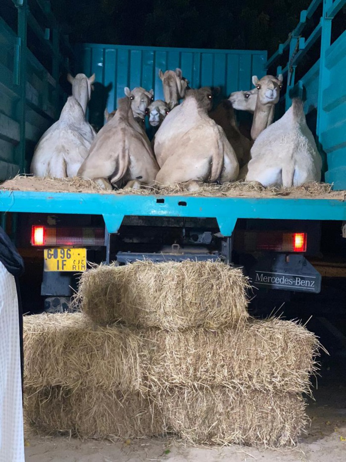 MAGAL 2020 / Cheikh Bass Abdou Khadre réceptionne les chameaux convoyés par la Mauritanie. MAGAL 2020 / Cheikh Bass Abdou Khadre réceptionne les chameaux convoyés par la Mauritanie.