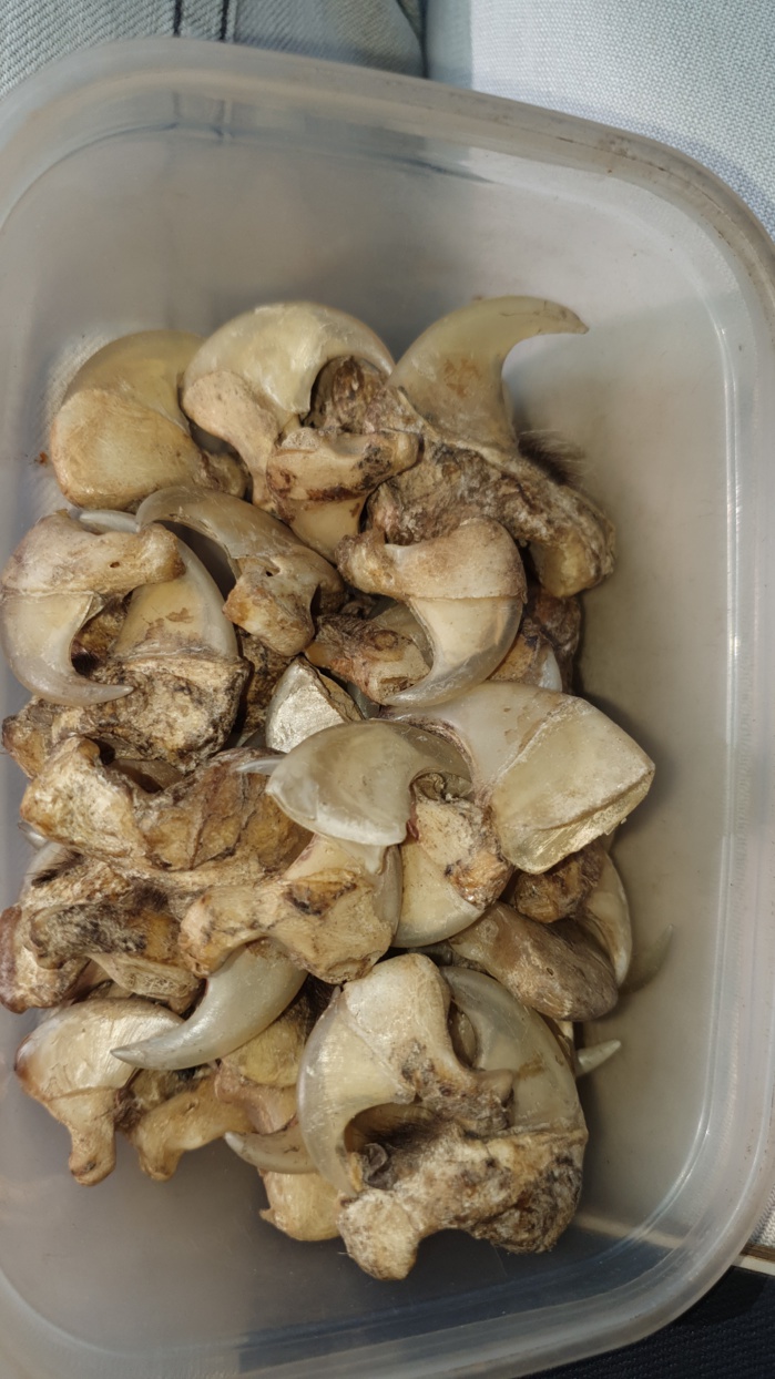 Criminalité faunique : Un Indien et un Nigérien interpellés avec 48 griffes de lion Criminalité faunique : Un Indien et un Nigérien interpellés avec 48 griffes de lion