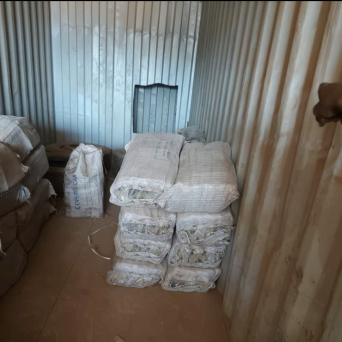 TRAFIC INTERNATIONAL DE DROGUES : La Douane saisit 1376 kg de chanvre indien à Kidira. TRAFIC INTERNATIONAL DE DROGUES : La Douane saisit 1376 kg de chanvre indien à Kidira.