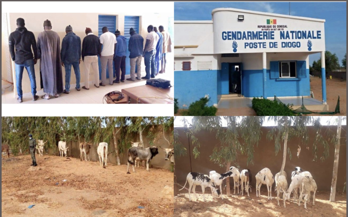 Diogo / Vol de bétail : 11 personnes arrêtées en possession de 18 bêtes. Diogo / Vol de bétail : 11 personnes arrêtées en possession de 18 bêtes.