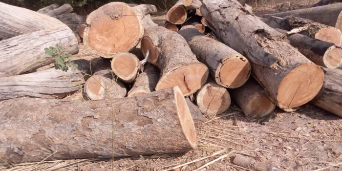Trafic illicite de bois à Kolda : 98 billons saisis dans la forêt de Koudora. Trafic illicite de bois à Kolda : 98 billons saisis dans la forêt de Koudora.