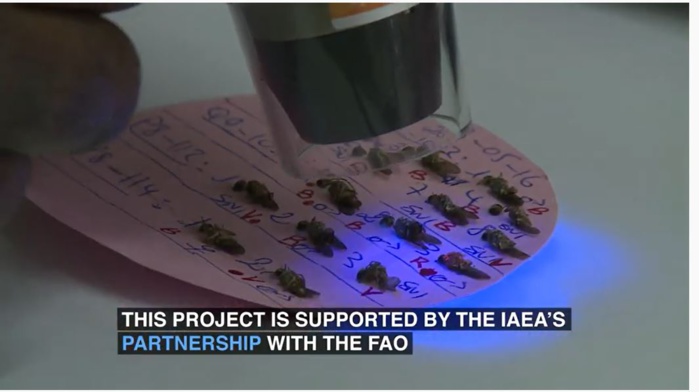 Lâcher de « mouches » dans la zone de Allou Kagne : une simple « technique des insectes stériles » pour lutter contre la mouche tsé-tsé... Lâcher de « mouches » dans la zone de Allou Kagne : une simple « technique des insectes stériles » pour lutter contre la mouche tsé-tsé...