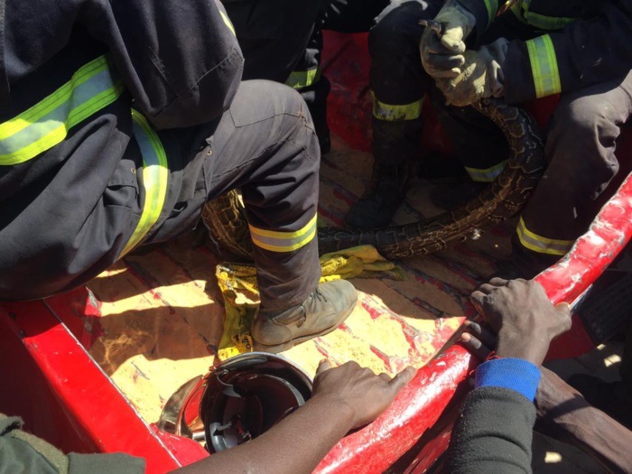 Tivaouane Peulh : Deux boas d'environ 3.5 m extraits du bassin Tawleck de la cité Apix. Tivaouane Peulh : Deux boas d'environ 3.5 m extraits du bassin Tawleck de la cité Apix.