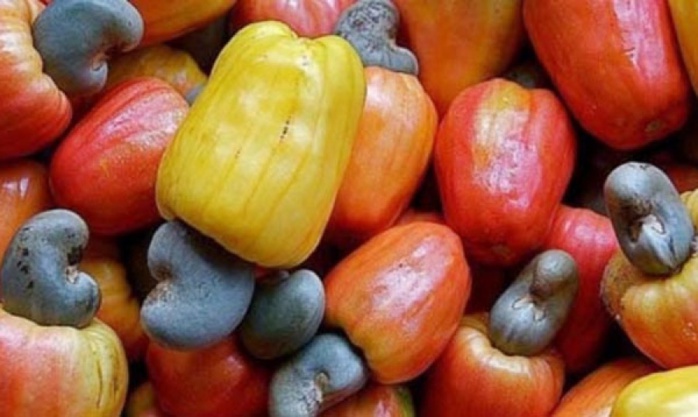 Ziguinchor / Campagne de commercialisation de l’anacarde : plus de 38.000 tonnes d’une valeur de plus de 22 milliards exportées. Ziguinchor / Campagne de commercialisation de l’anacarde : plus de 38.000 tonnes d’une valeur de plus de 22 milliards exportées.