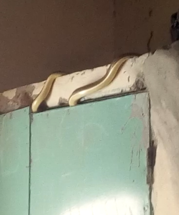 MBACKÉ / Des serpents dans une école...