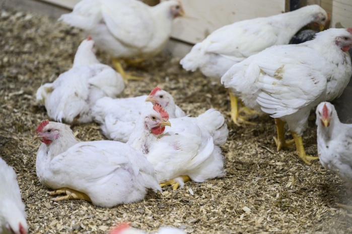 Grippe aviaire H5N8 : Un premier cas de transmission à l'humain détecté en Russie.