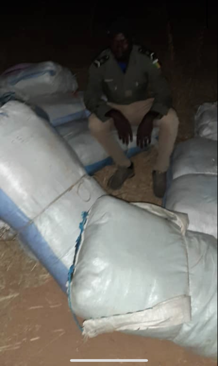 Trafic de drogue : 850 kg de chanvre indien saisis à Kaolack.