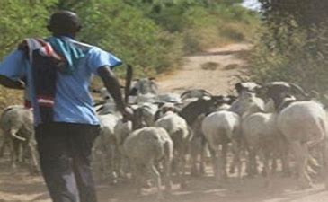 Vol de bétail à Palméo (Kébémer) : Quatre personnes arrêtées et une en cavale