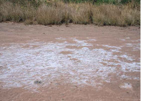 Fatick : 26,42% des terres sont affectées par le sel (étude)