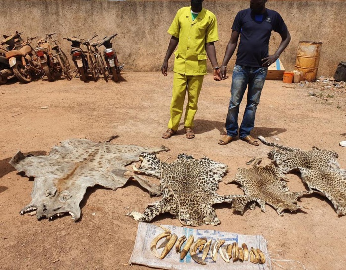 Criminalité faunique dans le Niokolo Kobadiar : Deux personnes interpellées dans un hôtel avec des peaux de léopards, d’hyène et des ivoires.