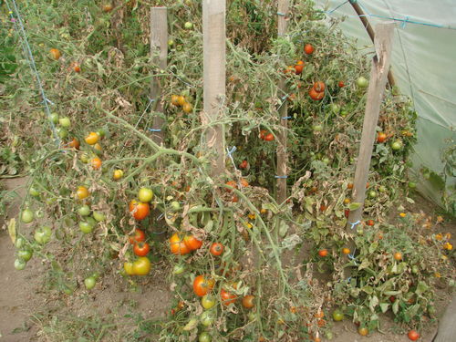 Saint-Louis : Les insectes anéantissent les espoirs des producteurs de tomates