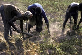 Hausse du prix des semences : Le monde rural pique une colère noire contre Macky