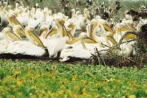 Menace de disparition du Parc de Dioudj : Sur 16.000 hectares, il n'en reste que 6.000