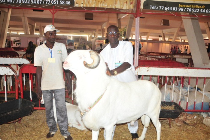 Le Cices accueille les plus belles bêtes Selon Djibril Wade, éleveur de moutons Labdoum,