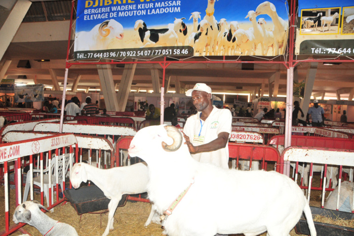 Le Cices accueille les plus belles bêtes Selon Djibril Wade, éleveur de moutons Labdoum,