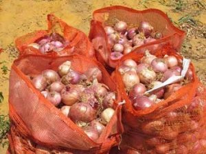 Commercialisation de l’oignon local : Le Sénégal investit le marché européen et sous régional