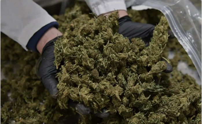 Plus de 20 tonnes saisies entre mars et mai 2021: l’Afrique de l’Ouest ivre de résine de cannabis. Plus de 20 tonnes saisies entre mars et mai 2021: l’Afrique de l’Ouest ivre de résine de cannabis.