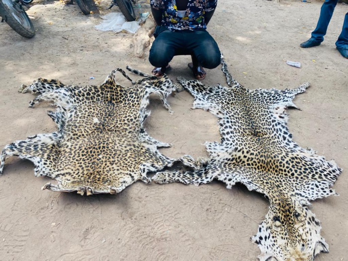 Sénégal Oriental : Traque des trafiquants de peaux de léopard, un chauffeur d'origine étrangère, appréhendé...