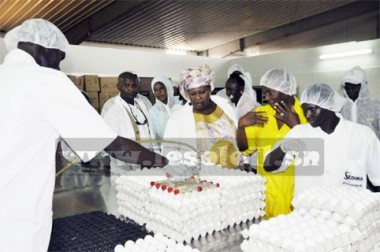 Aviculture : Vers un moratoire de 7 ans sur l'interdiction d’importation des sous-produits de la volaille