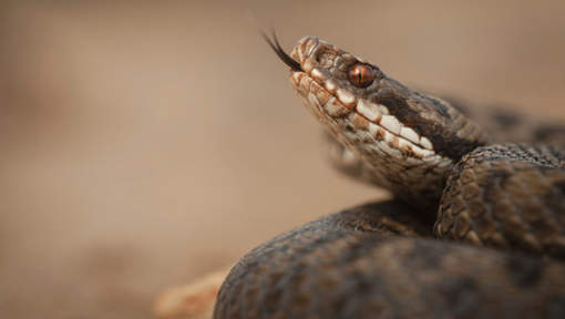 Un serpent, caché dans les toilettes, lui mord le pénis