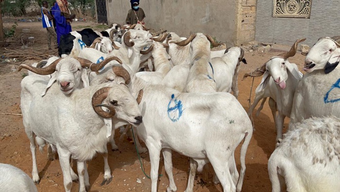 Tabaski 2021: Mohamed Ndiaye Rahma commence à convoyer des camions remplis de moutons qui vont être gracieusement offerts aux populations de Kaolack (images).