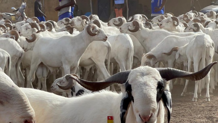 Tabaski 2021: Mohamed Ndiaye Rahma commence à convoyer des camions remplis de moutons qui vont être gracieusement offerts aux populations de Kaolack (images). Tabaski 2021: Mohamed Ndiaye Rahma commence à convoyer des camions remplis de moutons qui vont être gracieusement offerts aux populations de Kaolack (images).
