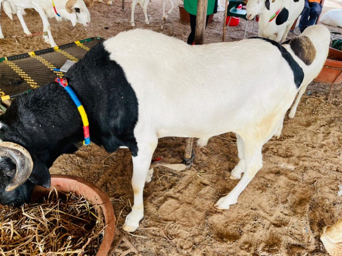 Tabaski 2021: Mohamed Ndiaye Rahma commence à convoyer des camions remplis de moutons qui vont être gracieusement offerts aux populations de Kaolack (images). Tabaski 2021: Mohamed Ndiaye Rahma commence à convoyer des camions remplis de moutons qui vont être gracieusement offerts aux populations de Kaolack (images).
