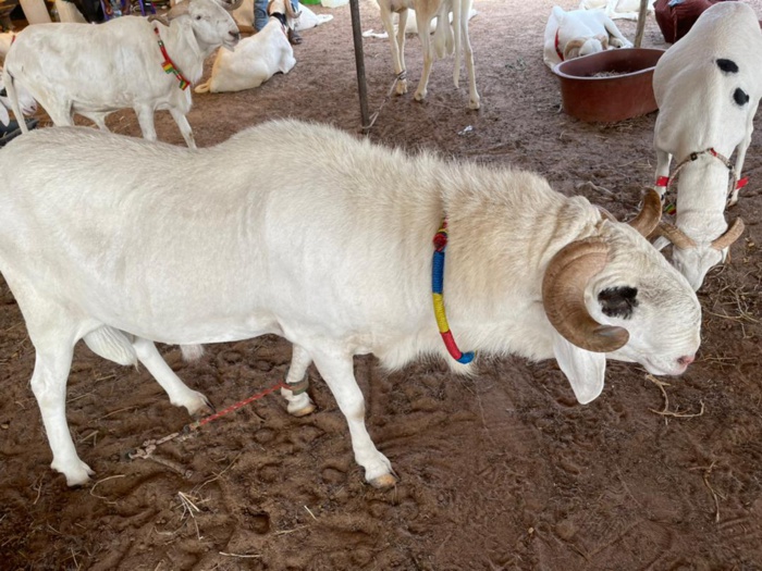 Tabaski 2021: Mohamed Ndiaye Rahma commence à convoyer des camions remplis de moutons qui vont être gracieusement offerts aux populations de Kaolack (images). Tabaski 2021: Mohamed Ndiaye Rahma commence à convoyer des camions remplis de moutons qui vont être gracieusement offerts aux populations de Kaolack (images).