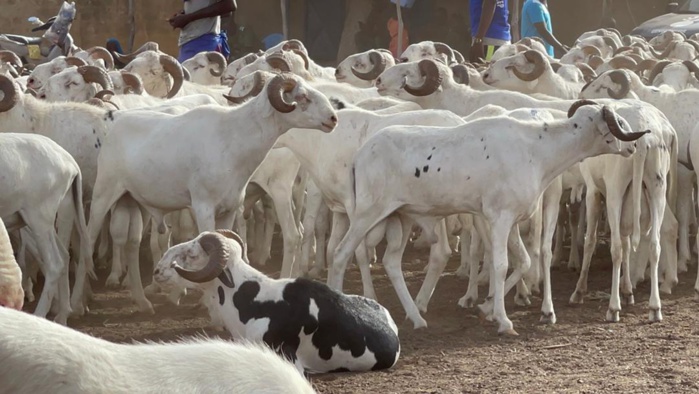 Tabaski 2021: Mohamed Ndiaye Rahma commence à convoyer des camions remplis de moutons qui vont être gracieusement offerts aux populations de Kaolack (images). Tabaski 2021: Mohamed Ndiaye Rahma commence à convoyer des camions remplis de moutons qui vont être gracieusement offerts aux populations de Kaolack (images).