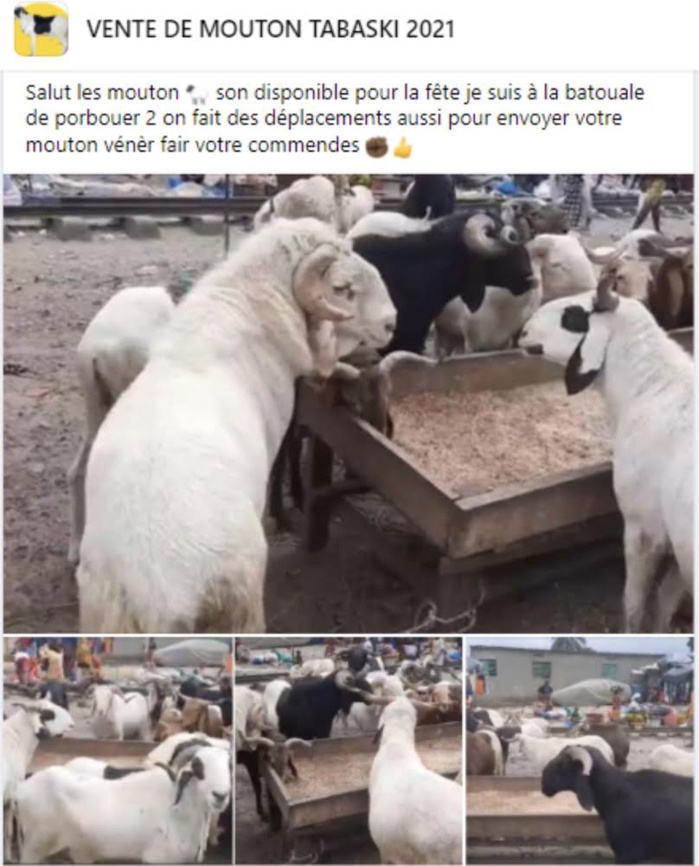 REPORTAGE - Tabaski : À Dakar, des moutons sont (aussi) vendus sur internet REPORTAGE - Tabaski : À Dakar, des moutons sont (aussi) vendus sur internet