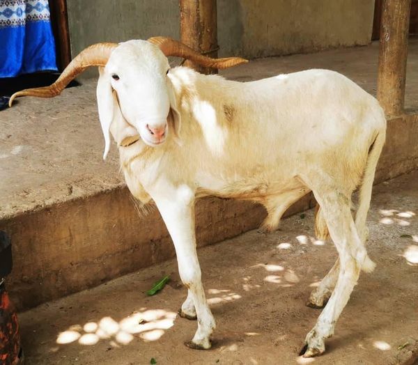 Kédougou / Don de moutons de Tabaski : Endeavour Mining ex Teranga perpétue la tradition (Images)