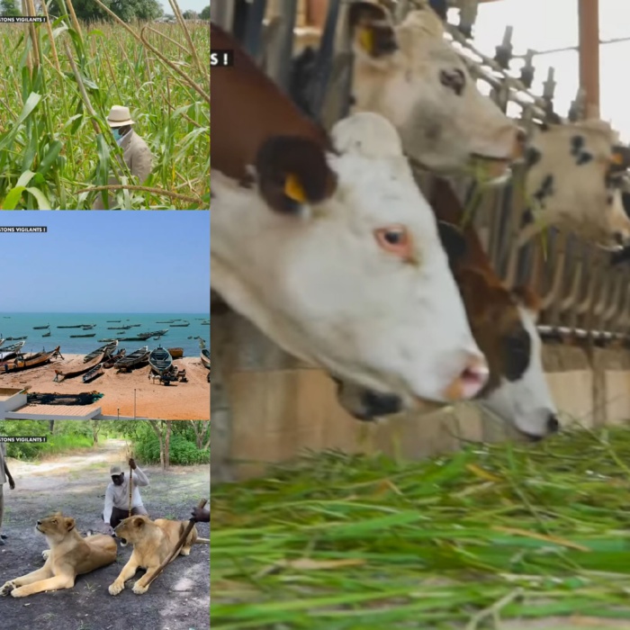 L'agriculture, l'élevage et la pêche : Des secteurs prioritaires du président Macky Sall pour tendre vers une souveraineté alimentaire