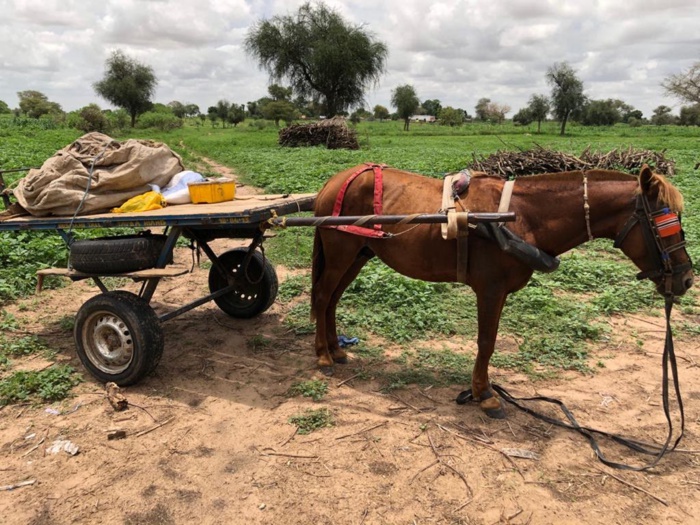 MBOBÈNE PEULH ET BABA GARAGE / 03 hommes arrêtés, 1 fugitif recherché, 02 armes à feu et 55 legs de chanvre saisis. MBOBÈNE PEULH ET BABA GARAGE / 03 hommes arrêtés, 1 fugitif recherché, 02 armes à feu et 55 legs de chanvre saisis.