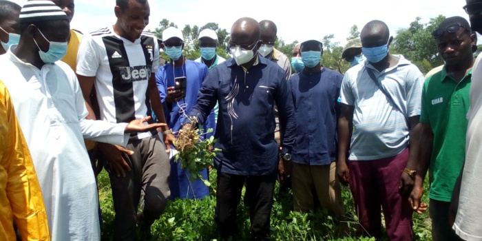 Phase test de la Sonacos à Kolda : « …Plus de 350 producteurs, près de 250 hectares emblavés plus de 53 tonnes de semences distribuées… » (Modou Diagne Fada, DG Sonacos) Phase test de la Sonacos à Kolda : « …Plus de 350 producteurs, près de 250 hectares emblavés plus de 53 tonnes de semences distribuées… » (Modou Diagne Fada, DG Sonacos)