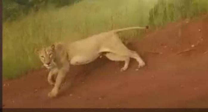 Kédougou/Axe Bembou-Massa Massa : un lion perturbe la quiétude des populations.
