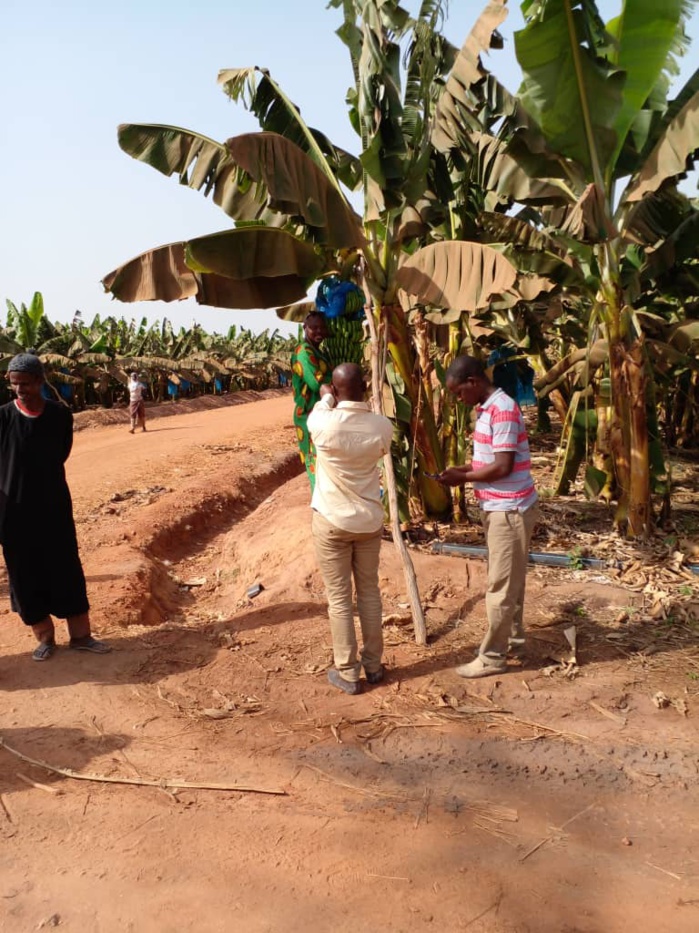 Une bananeraie implantée sur le site