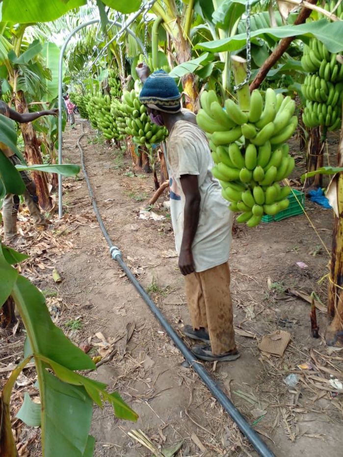 Octroi des 1000 ha de Pakour - les activistes en ordre de bataille, les vérités du maire et des proches du promoteur. Octroi des 1000 ha de Pakour - les activistes en ordre de bataille, les vérités du maire et des proches du promoteur.