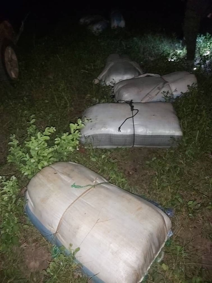 Douane : importante saisie de chanvre indien à Kaolack.