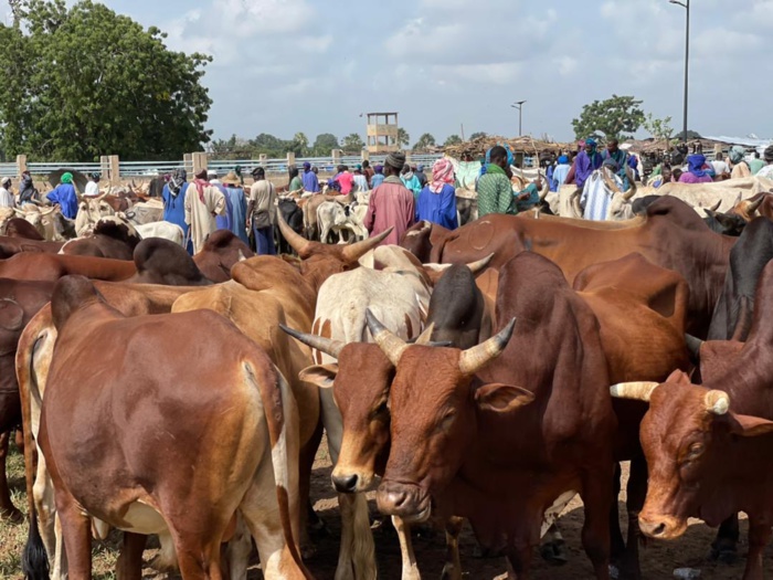 Gamou 2021 : Mohamed Ndiaye Rahma convoie des centaines de bœufs et achète des tonnes de denrées alimentaires pour les besoins du Maouloud.