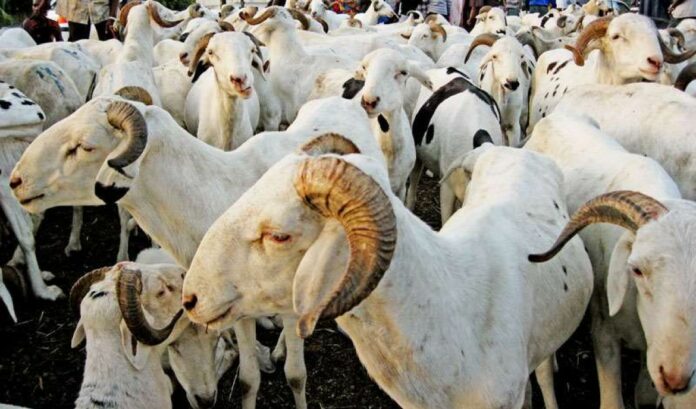 Notto Diobass : 171 moutons volés dans 14 exploitations en moins de 2 mois.