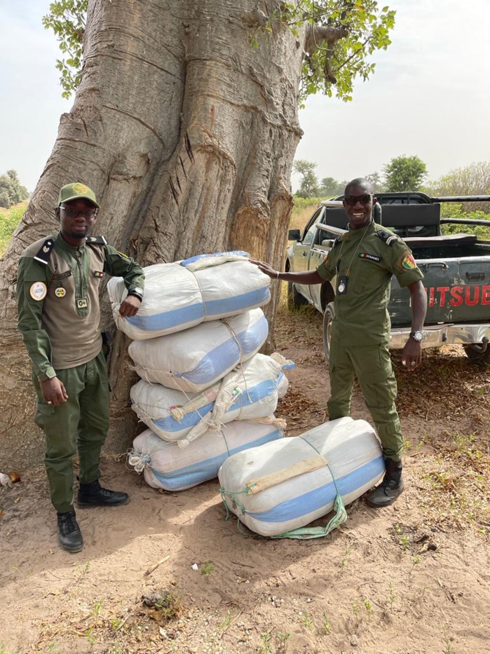 Kaolack / Douane : Saisie de faux médicaments et de chanvre indien d'une valeur de plus de 55 millions Fcfa.