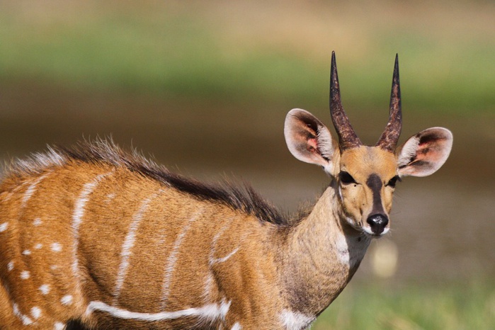 Criminalité faunique à la frontière sénégalo-gambienne : Une antilope saisie des mains d’un présumé trafiquant à Keur Ayib