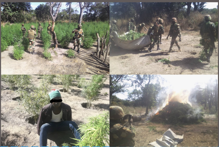 Nord-Sindian : L'armée détruit des champs de yamba et met la main sur un suspect… Nord-Sindian : L'armée détruit des champs de yamba et met la main sur un suspect…