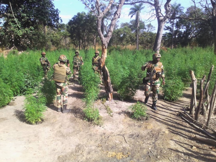 Nord-Sindian : L'armée détruit des champs de yamba et met la main sur un suspect…