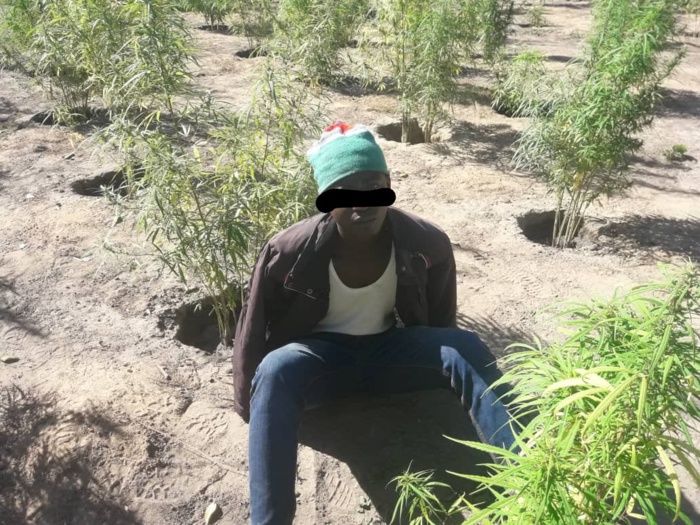 Nord-Sindian : L'armée détruit des champs de yamba et met la main sur un suspect… Nord-Sindian : L'armée détruit des champs de yamba et met la main sur un suspect…