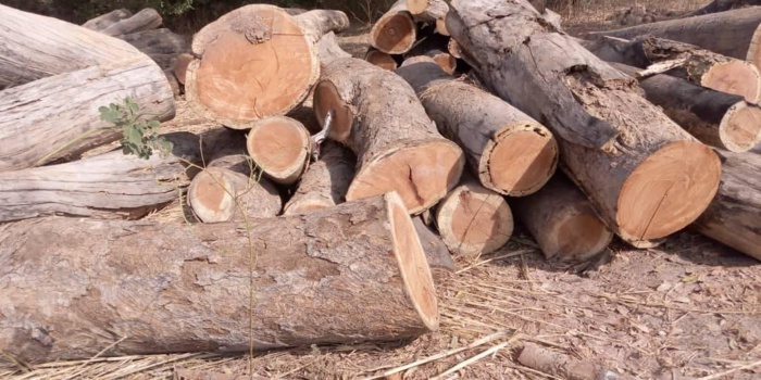 Lutte contre le trafic de bois : Des planches, des troncs de bois et une vingtaine de tricycles saisis à Saraya et Kédougou.