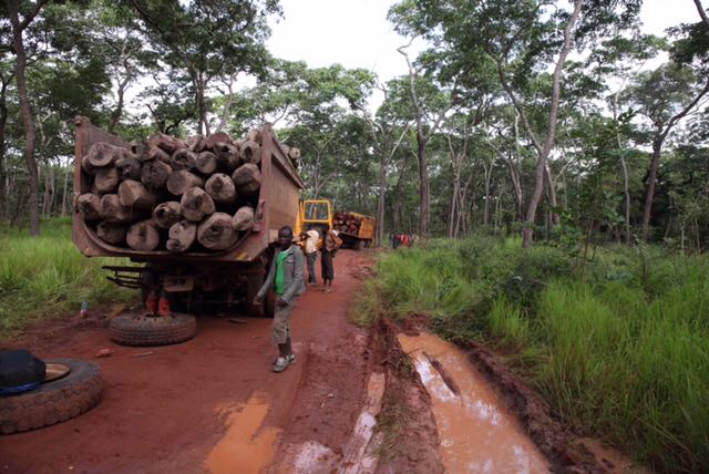 Derniers événements malheureux dans le Sud : Le Collectif des Cadres Casamançais (CCC) recommande le renforcement de la surveillance des forêts