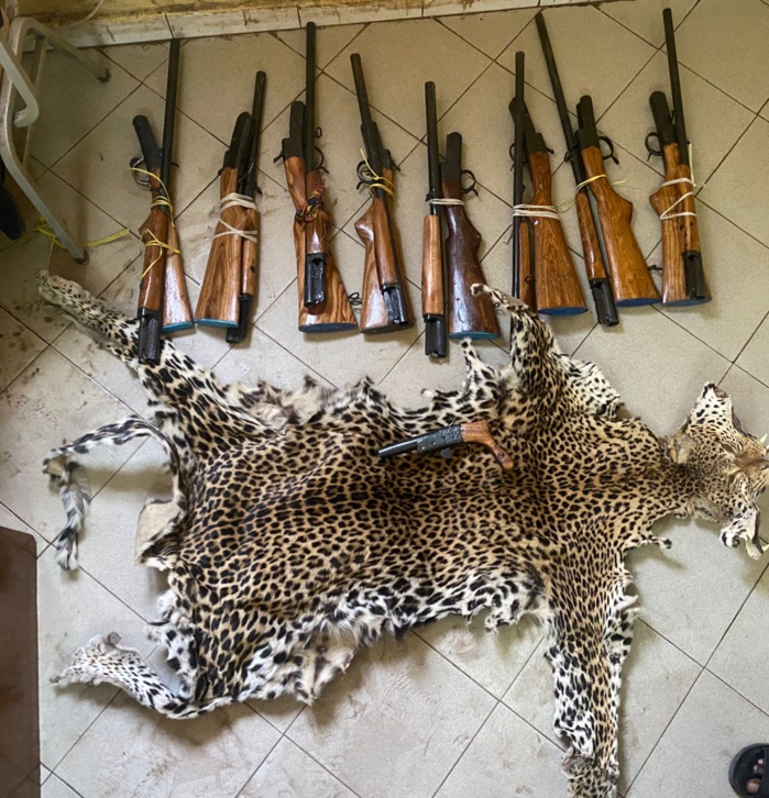 Criminalité faunique : 9 fusils de calibre 12 et une peau de léopard saisis à Kolda